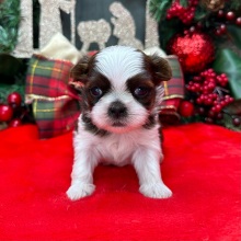 Shih Tzu Puppy Galileo