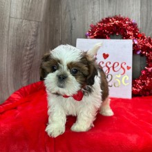 Shih Tzu Puppy Galileo