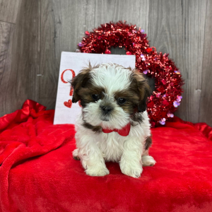 Shih Tzu Puppy Galileo