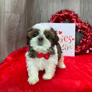 Shih Tzu Puppy Galileo