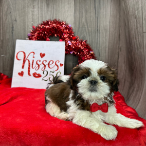 Shih Tzu Puppy Galileo
