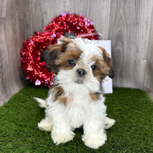 Shih Tzu Puppy Galileo