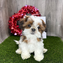 Shih Tzu Puppy Galileo
