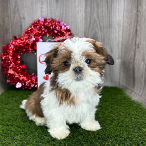Shih Tzu Puppy Galileo
