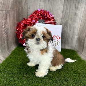 Shih Tzu Puppy Galileo