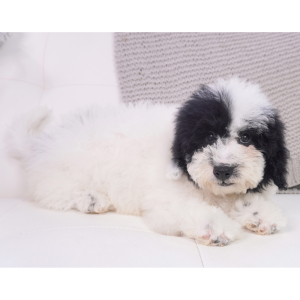 Bernedoodle Puppy Verity