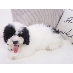 Bernedoodle Puppy Verity