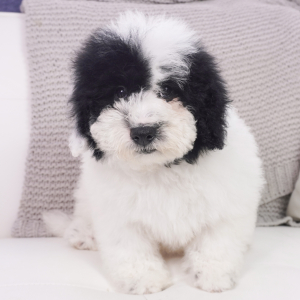 Bernedoodle Puppy Verity