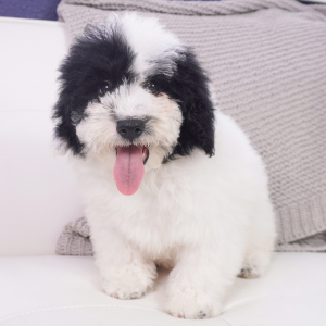 Bernedoodle Puppy Verity
