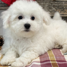 Bichon Frise Puppy Jasspin