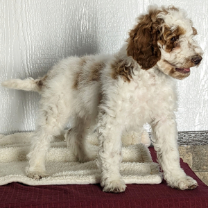 Goldendoodle Puppy Clark