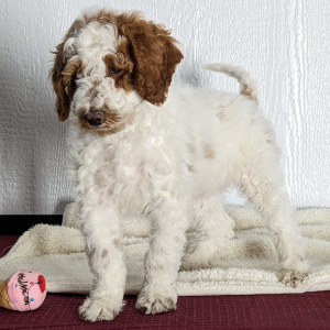 Goldendoodle Puppy Clark