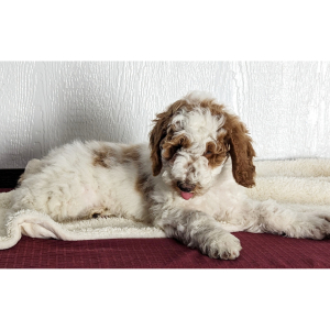 Goldendoodle Puppy Clark