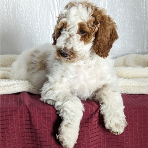 Goldendoodle Puppy Clark