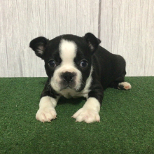 Boston Terrier Puppy Kame