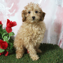 Poodle Puppy Kyrie
