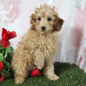 Poodle Puppy Kyrie