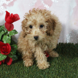 Poodle Puppy Kyrie
