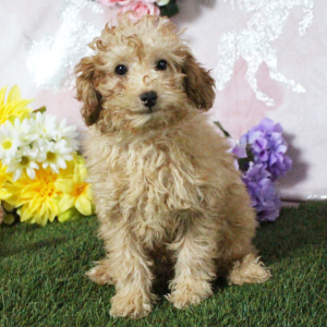 Poodle Puppy Kyrie