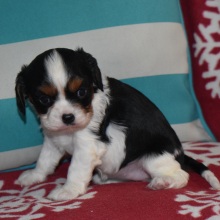 Cavalier King Charles Spaniel Puppy Snowflake