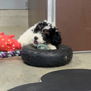 Poodle Puppy Timmy