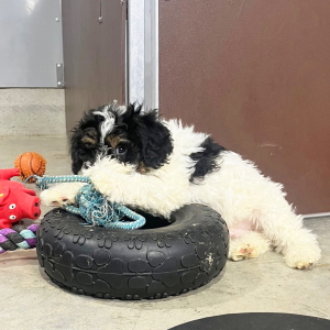 Poodle Puppy Timmy