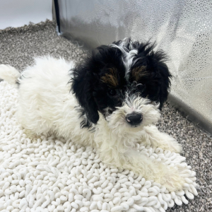 Poodle Puppy Timmy