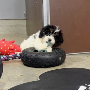 Poodle Puppy Timmy