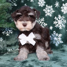 Miniature Schnauzer Puppy Rudi