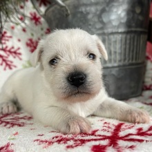 Miniature Schnauzer Puppy Elsie