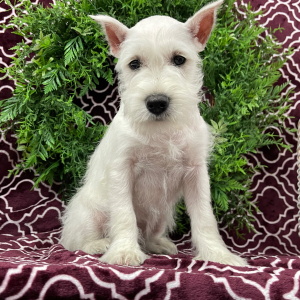Miniature Schnauzer Puppy Elsie