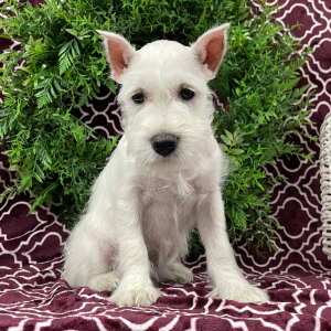 Miniature Schnauzer Puppy Elsie