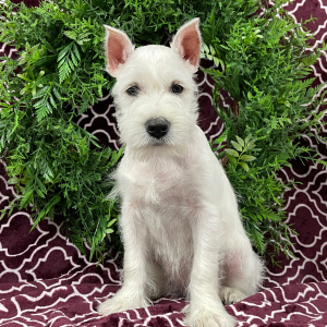Miniature Schnauzer Puppy Elsie