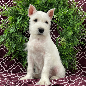 Miniature Schnauzer Puppy Elsie
