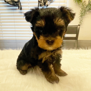 Yorkshire Terrier Puppy Moose