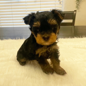 Yorkshire Terrier Puppy Moose