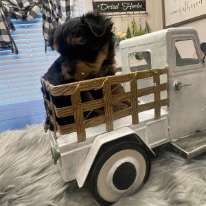 Yorkshire Terrier Puppy Moose