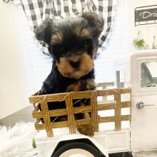 Yorkshire Terrier Puppy Moose
