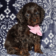 Cockapoo Puppy Hershey