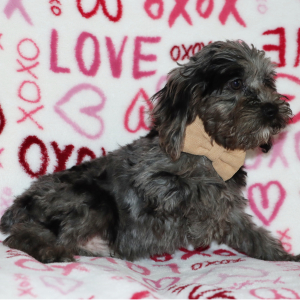 Cockapoo Puppy Hershey