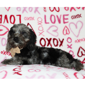 Cockapoo Puppy Hershey