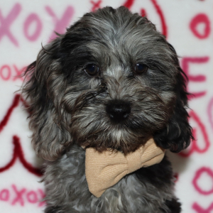 Cockapoo Puppy Hershey