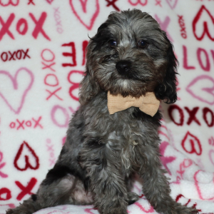 Cockapoo Puppy Hershey