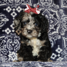 Cockapoo Puppy Jolie