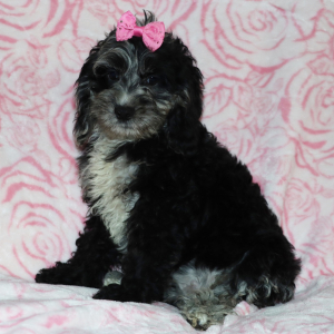 Cockapoo Puppy Jolie