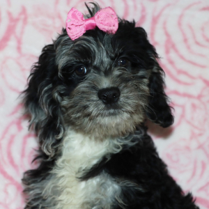 Cockapoo Puppy Jolie