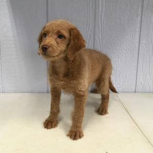 Labradoodle Puppy Mittens