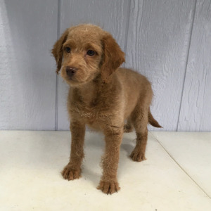 Labradoodle Puppy Mittens
