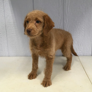 Labradoodle Puppy Mittens