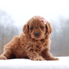 Goldendoodle Puppy Lane